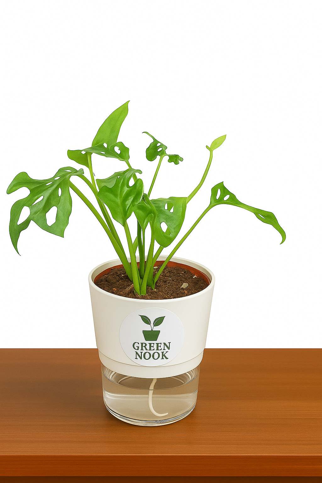 Philodendron Broken Heart live indoor plant with self watering pot.