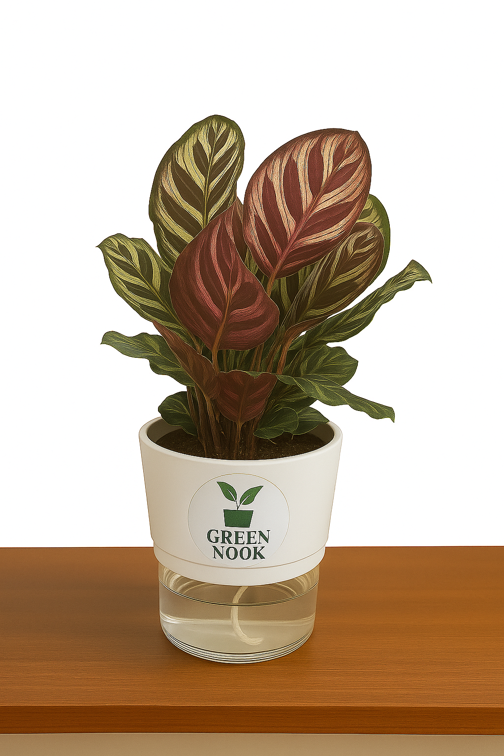 Calathea Peacock Makoyana plant live air purifying indoor plant with self watering pot.