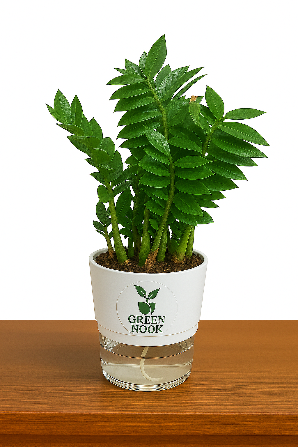 Zamioculas Zamiifolia plant live air purifying indoor plant with self watering pot.