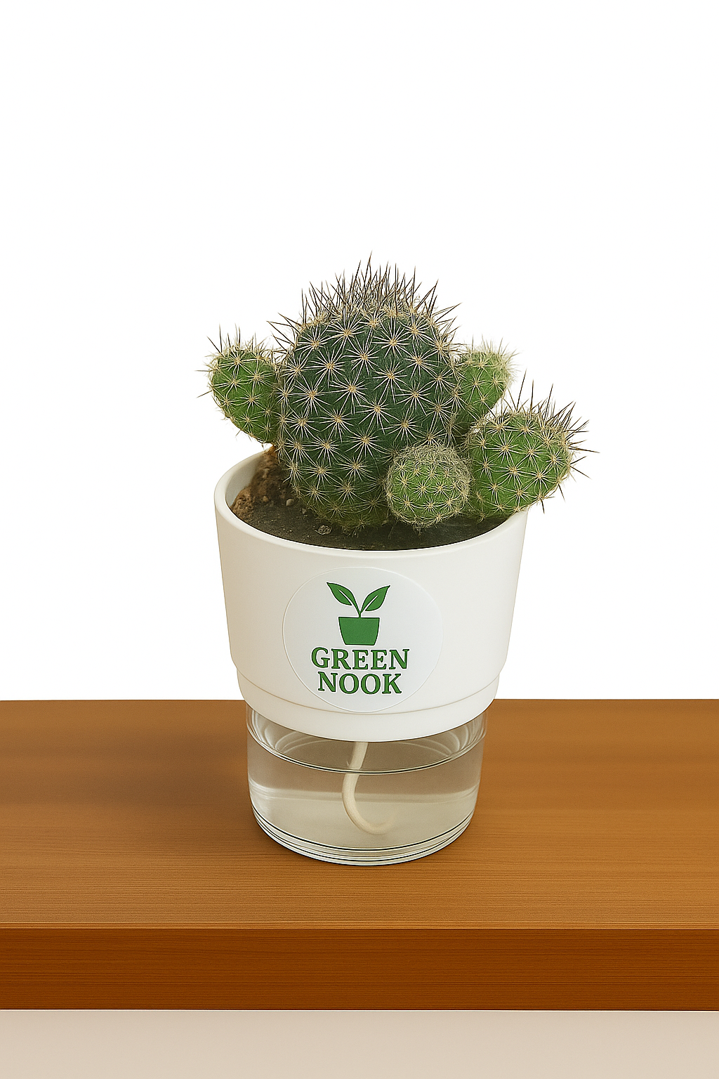 Noto Cactus rutilant plant live indoor plant with self watering pot.