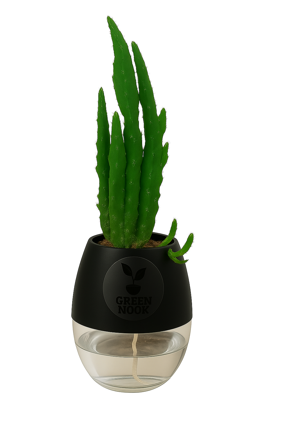 Elongated Cactus natural live indoor plant with self watering pot.