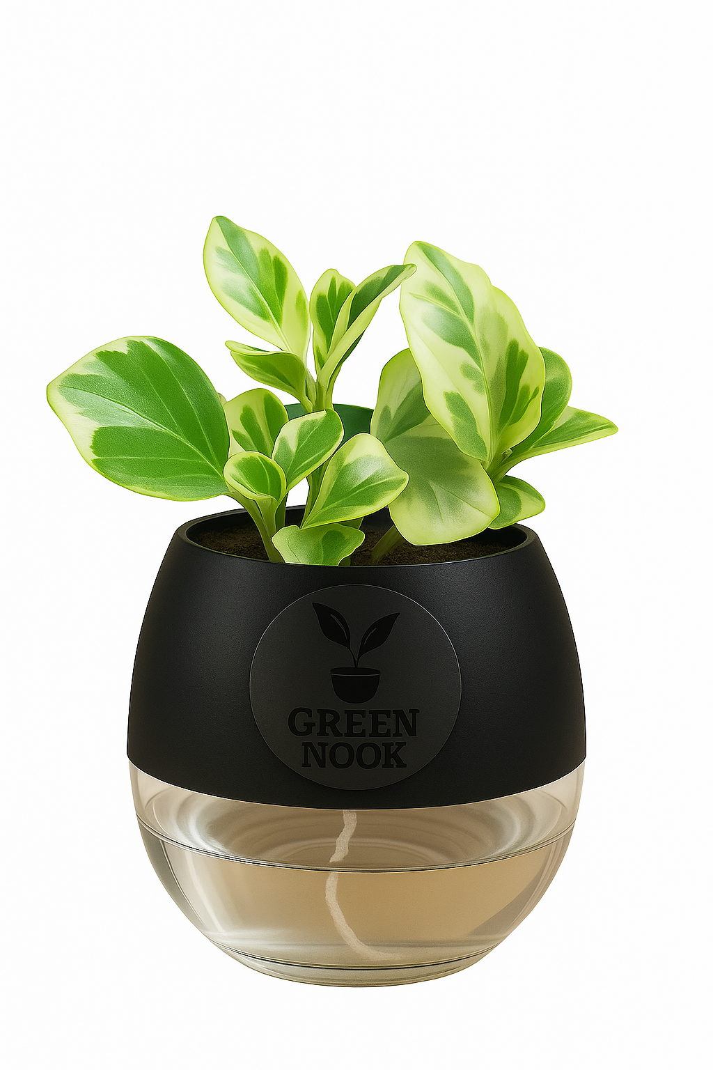 Peperomia Variegated plant live air purifying indoor plant with self watering pot.