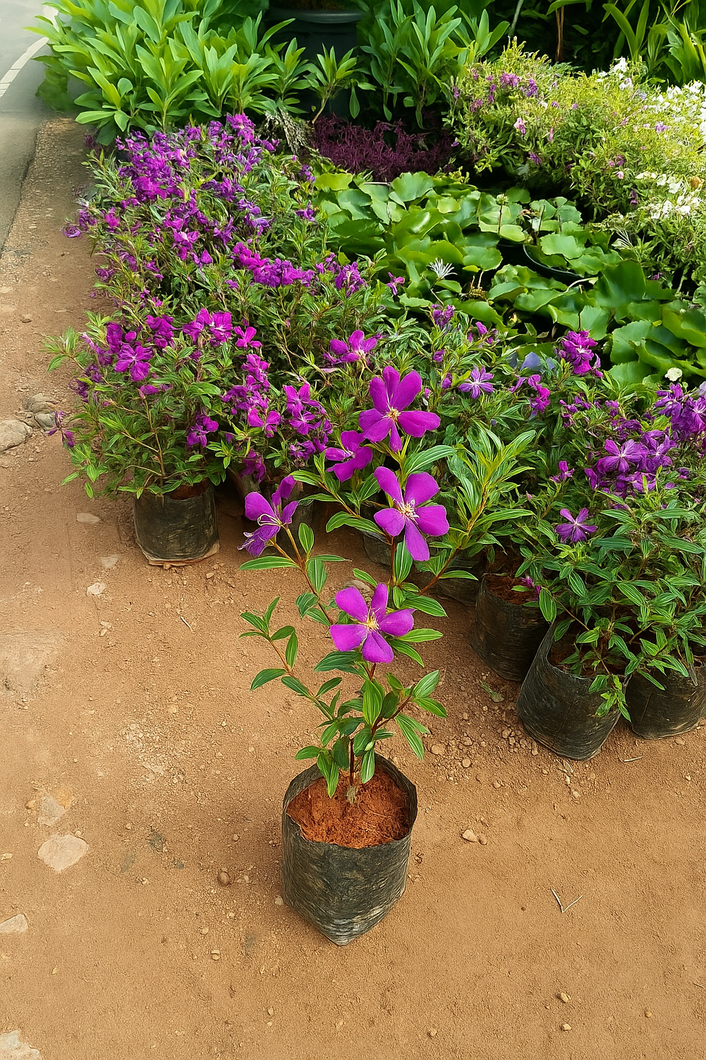 Melastoma garden plant with Plastic pot 6 inch.