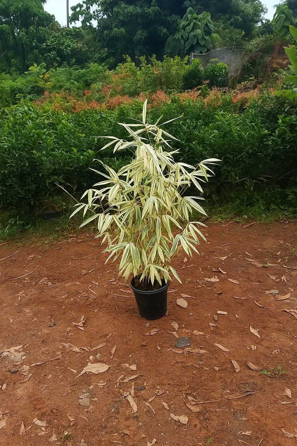 White Bamboo with 7 inch plastic pot.