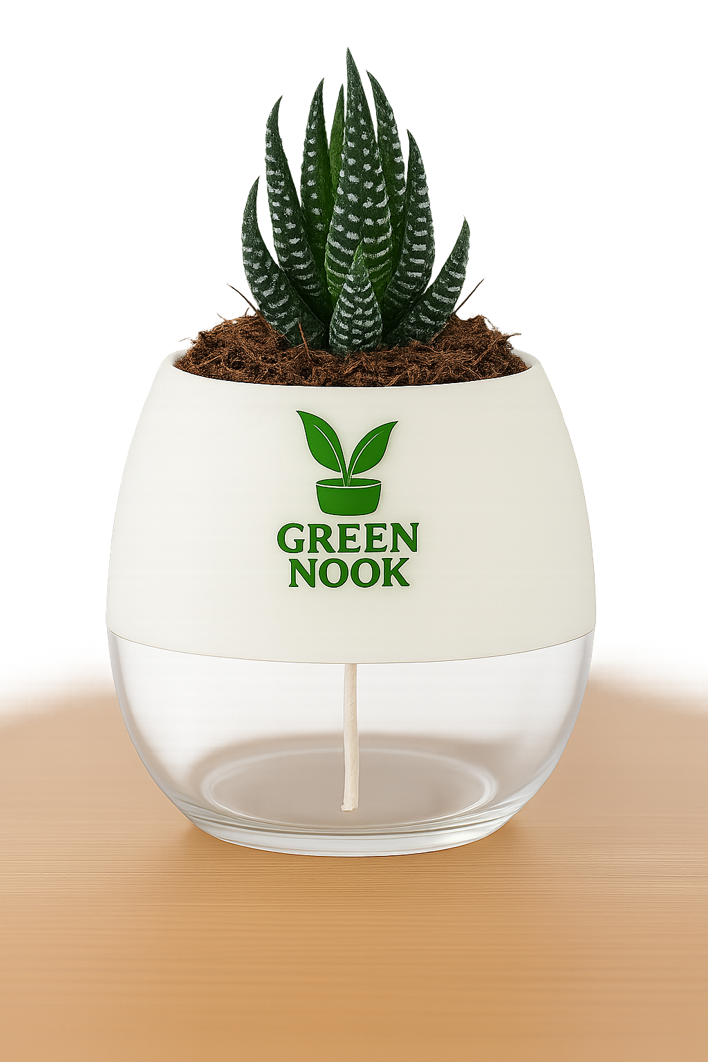 Zebra Haworthia succulent plant live indoor plant with self watering pot.
