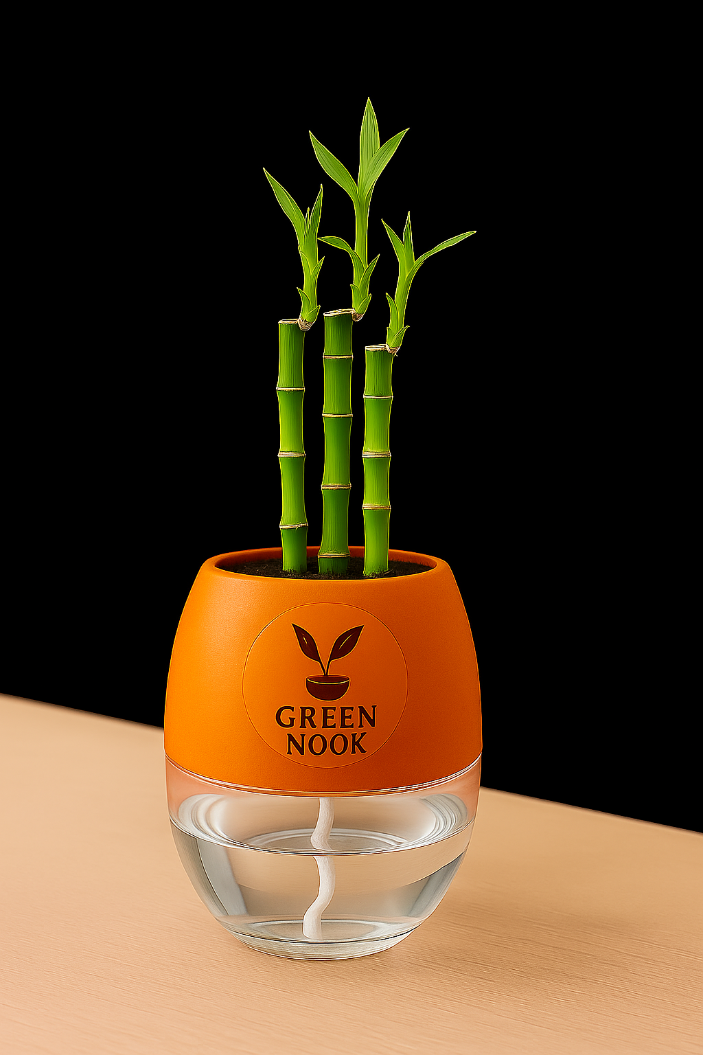 Lucky bamboo Plant with self watering pot.