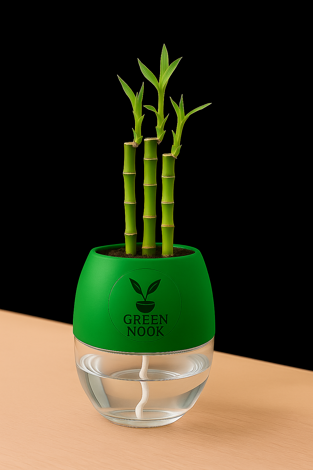 Lucky bamboo Plant with self watering pot.