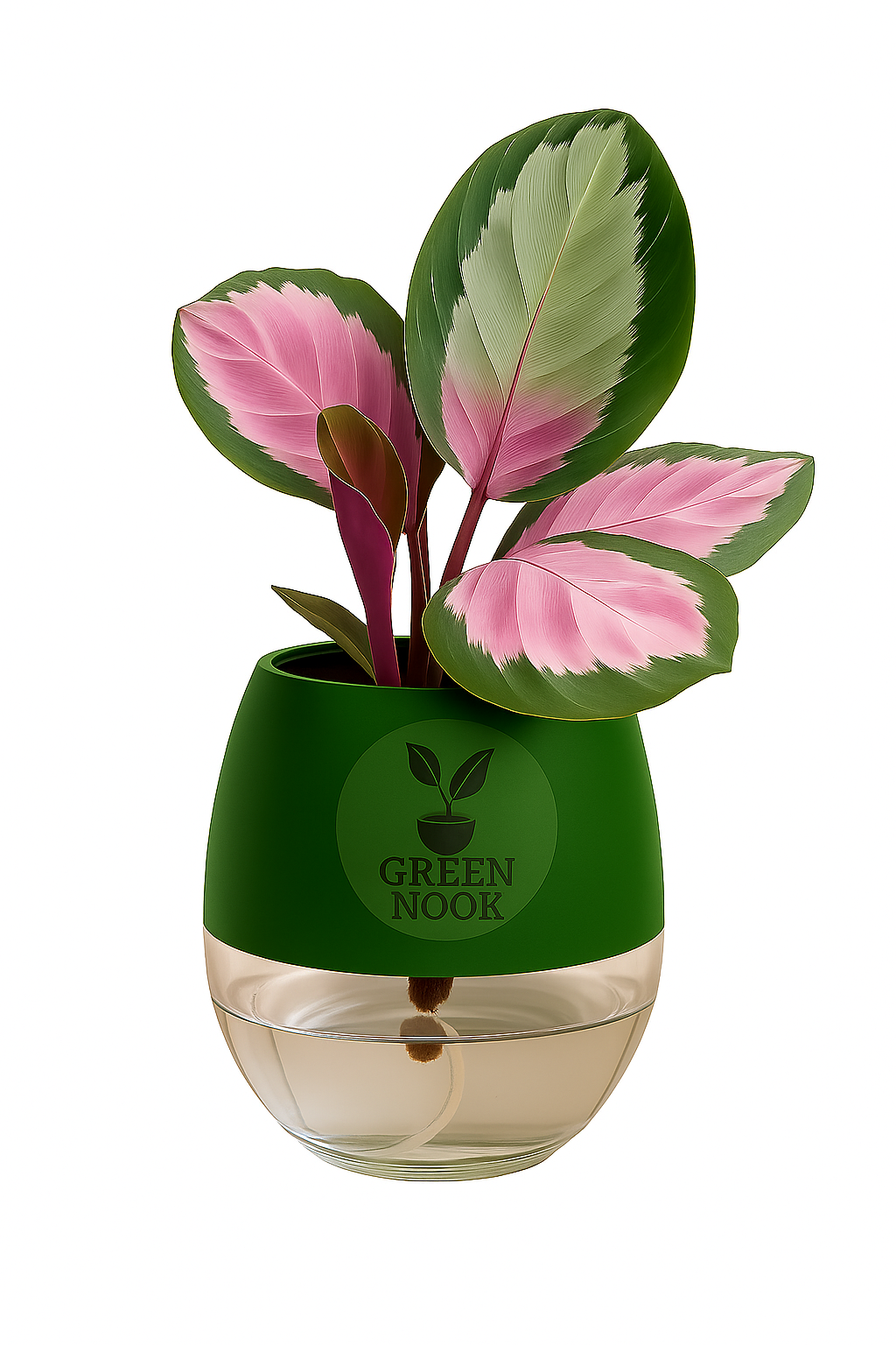 The paradise calathea roseopicta "Rosy' live indoor house hold plant with self watering pot.