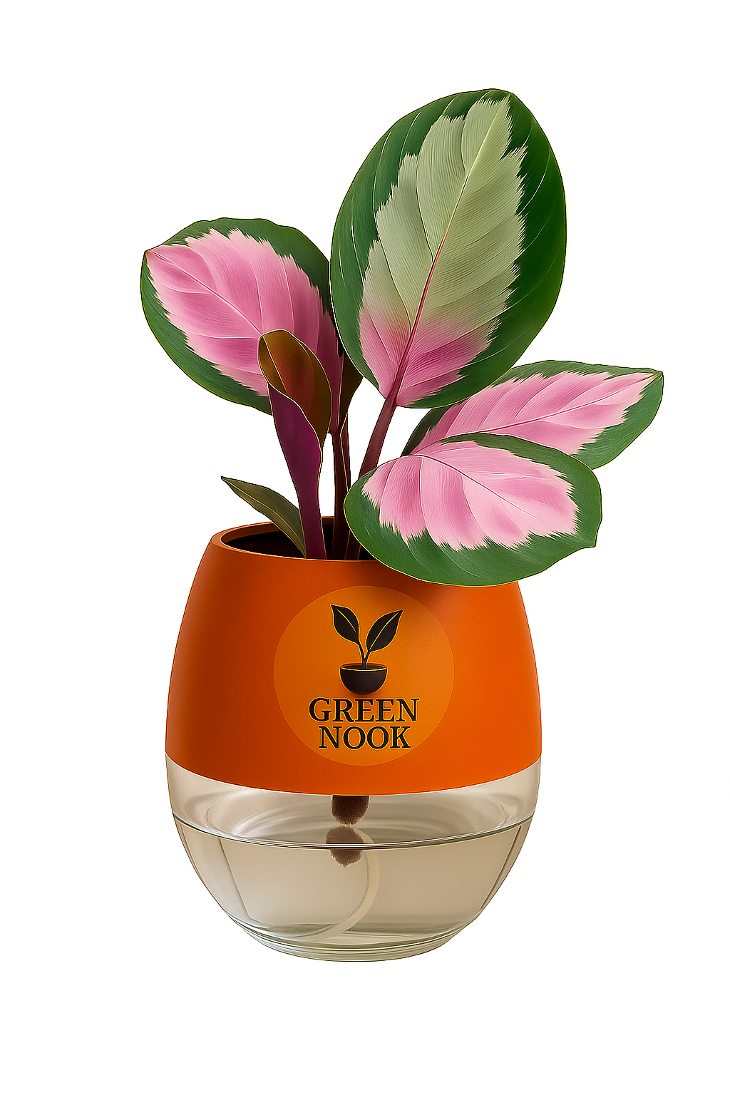 The paradise calathea roseopicta "Rosy' live indoor house hold plant with self watering pot.