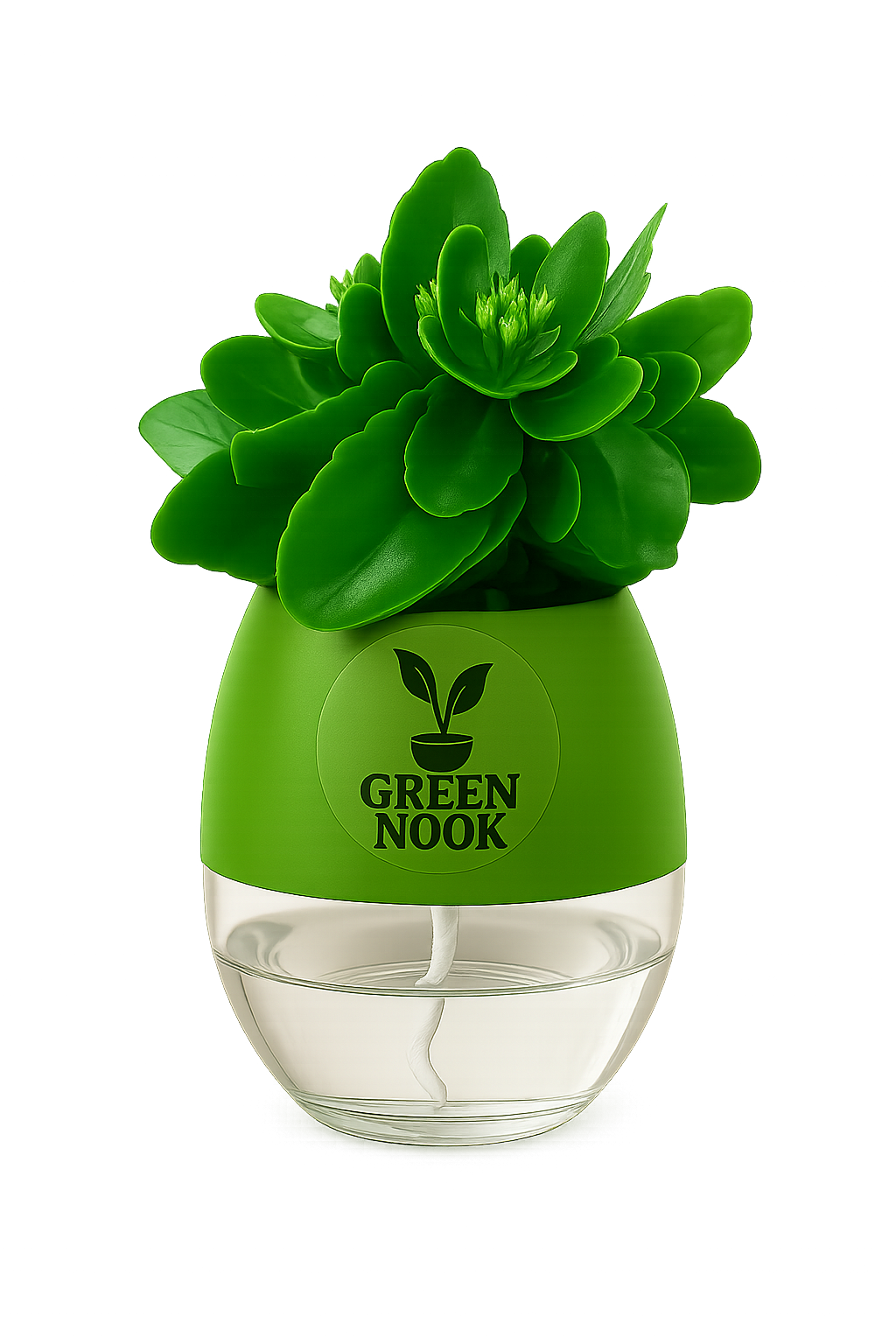 Bear Paw Kalanchoe Succulent Crassula natural live indoor plant with self watering pot.