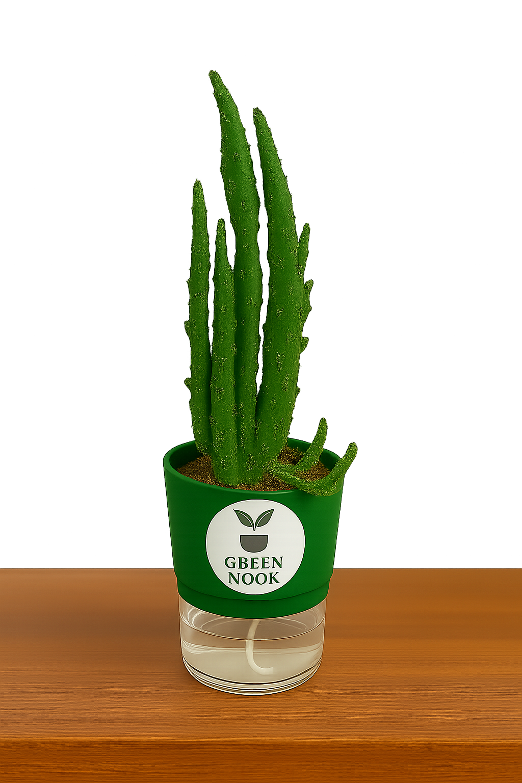 Elongated Cactus natural live indoor plant with self watering pot.