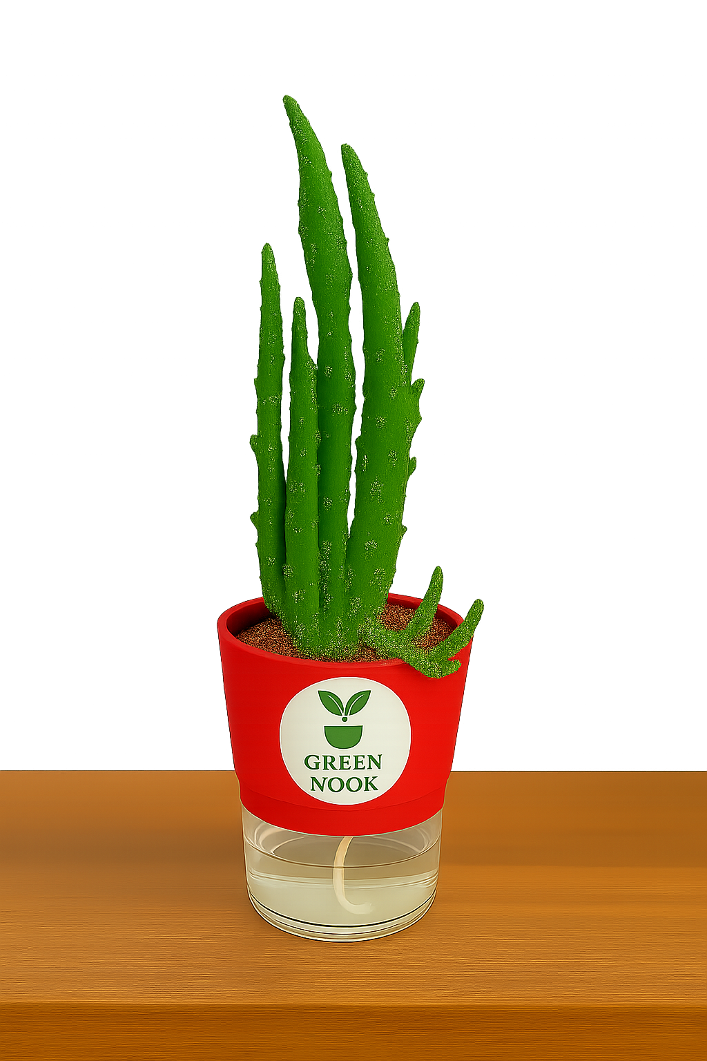 Elongated Cactus natural live indoor plant with self watering pot.