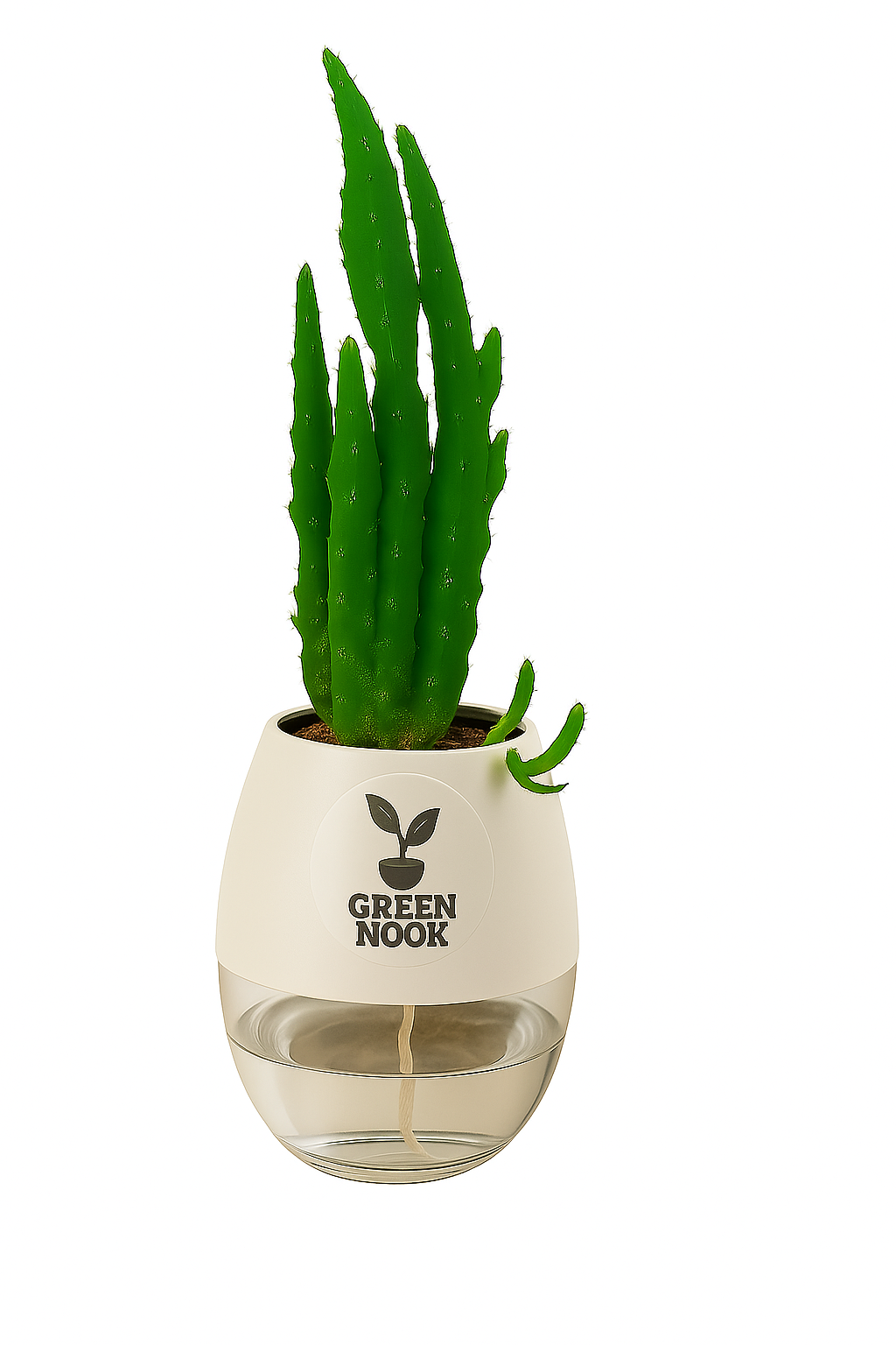 Elongated Cactus natural live indoor plant with self watering pot.