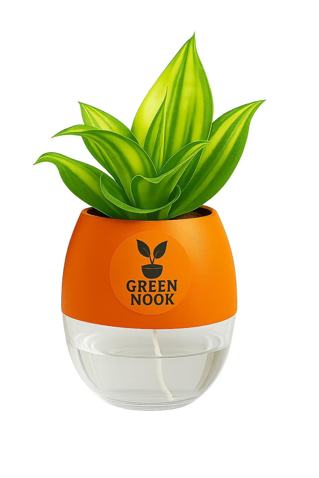 Sansevia green with golden snake plant live indoor plant with self watering pot.