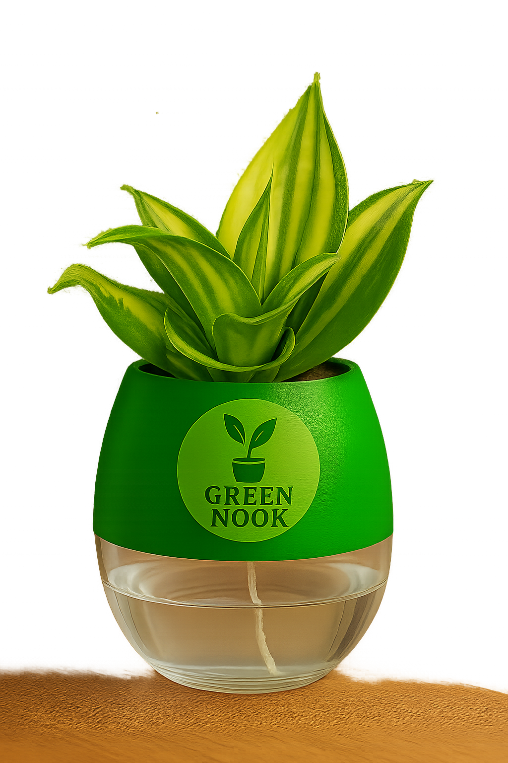 Sansevia green with golden snake plant live indoor plant with self watering pot.
