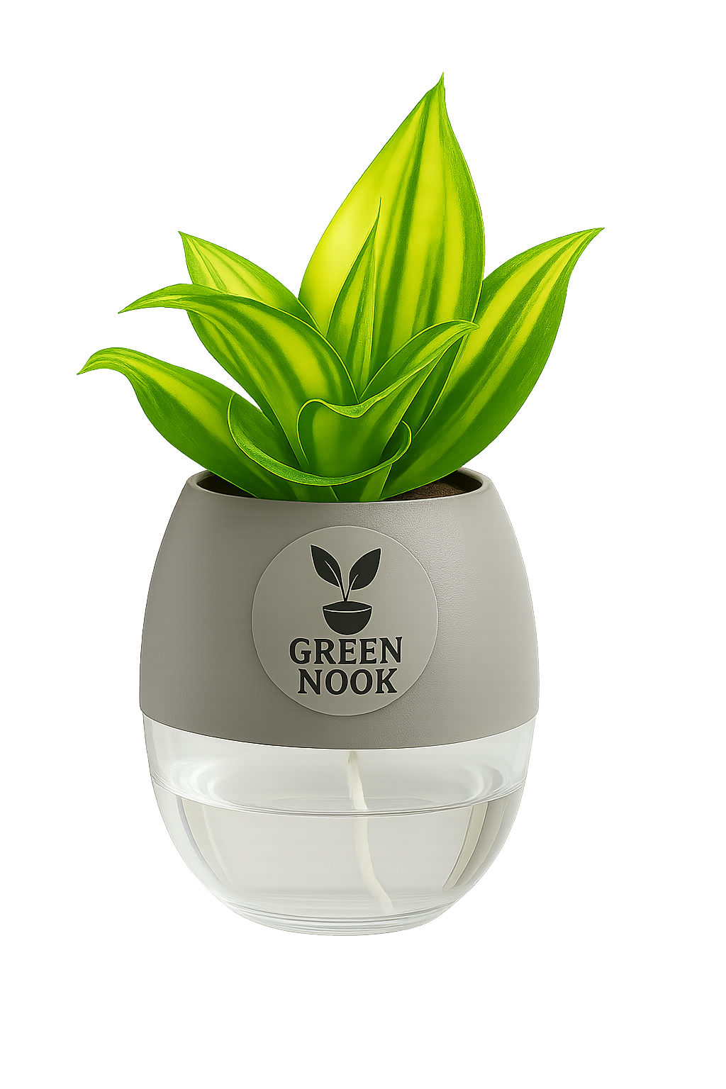Sansevia green with golden snake plant live indoor plant with self watering pot.