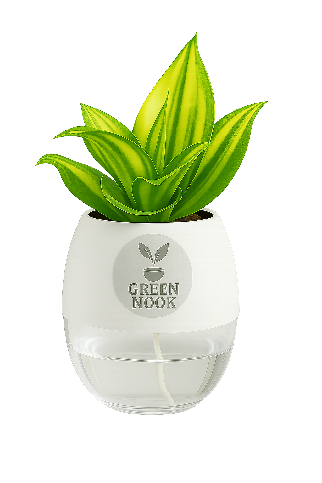 Sansevia green with golden snake plant live indoor plant with self watering pot.