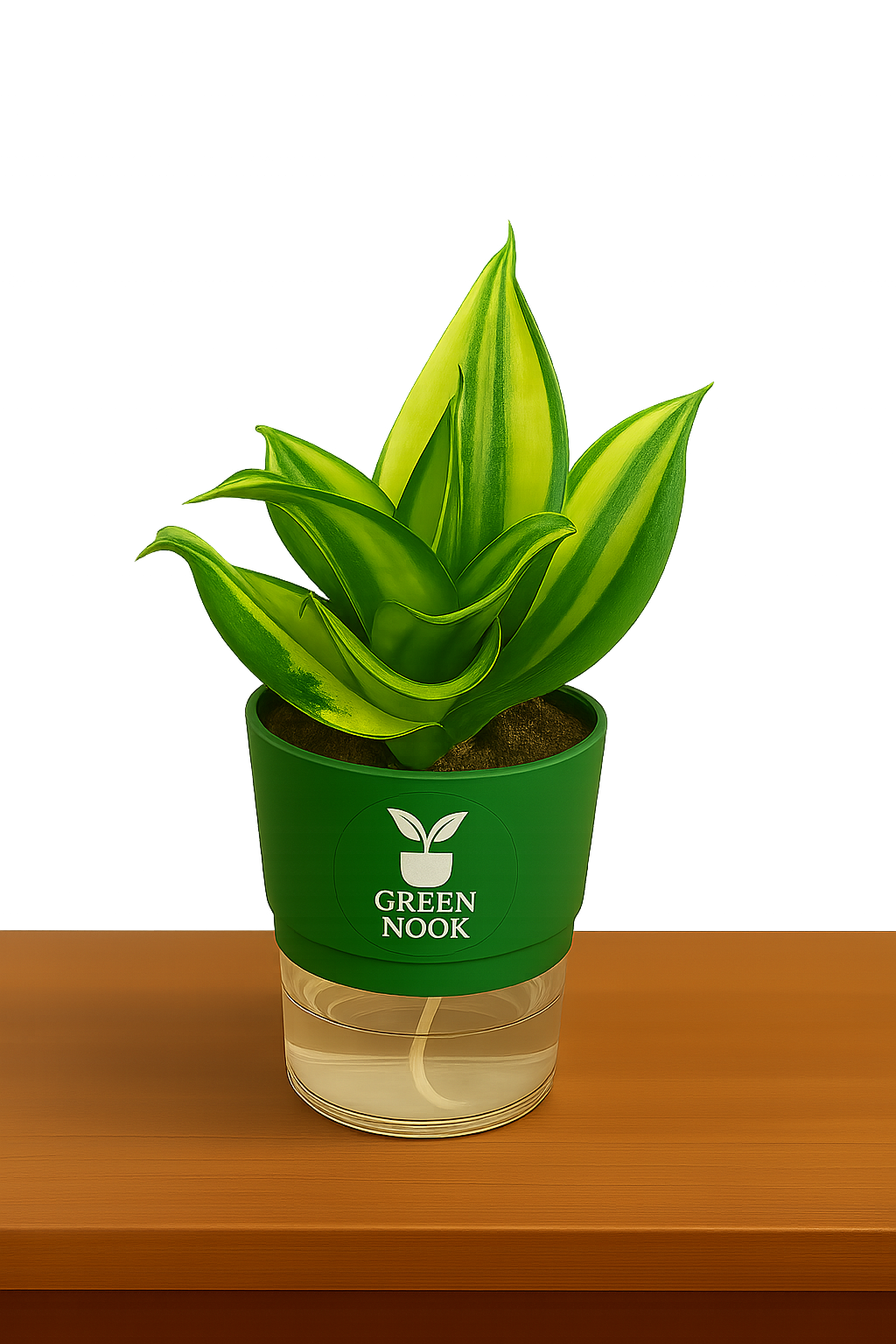Sansevia green with golden snake plant live indoor plant with self watering pot.
