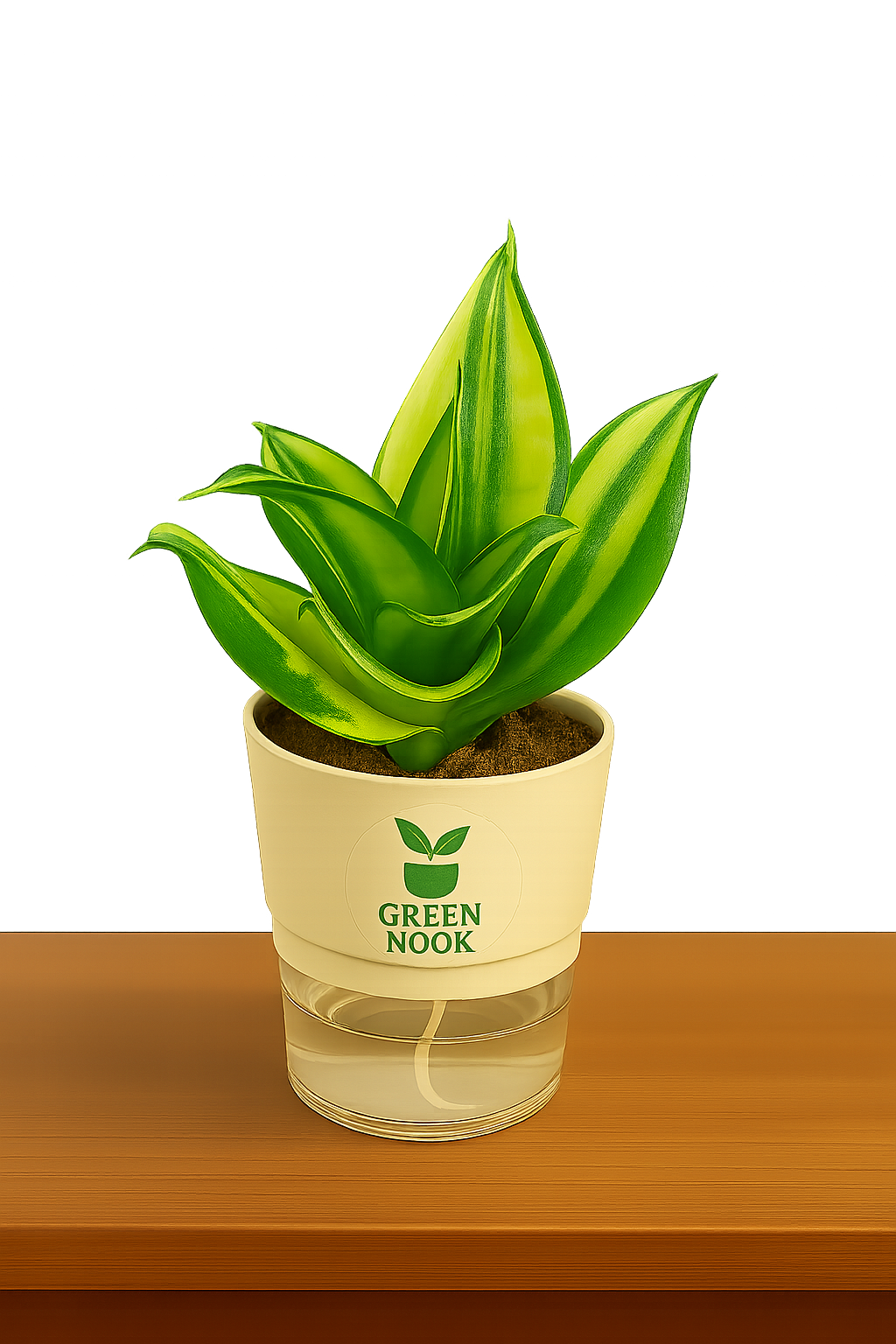 Sansevia green with golden snake plant live indoor plant with self watering pot.