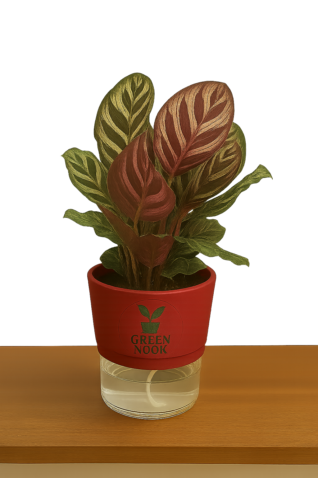 Calathea Peacock Makoyana plant live air purifying indoor plant with self watering pot.