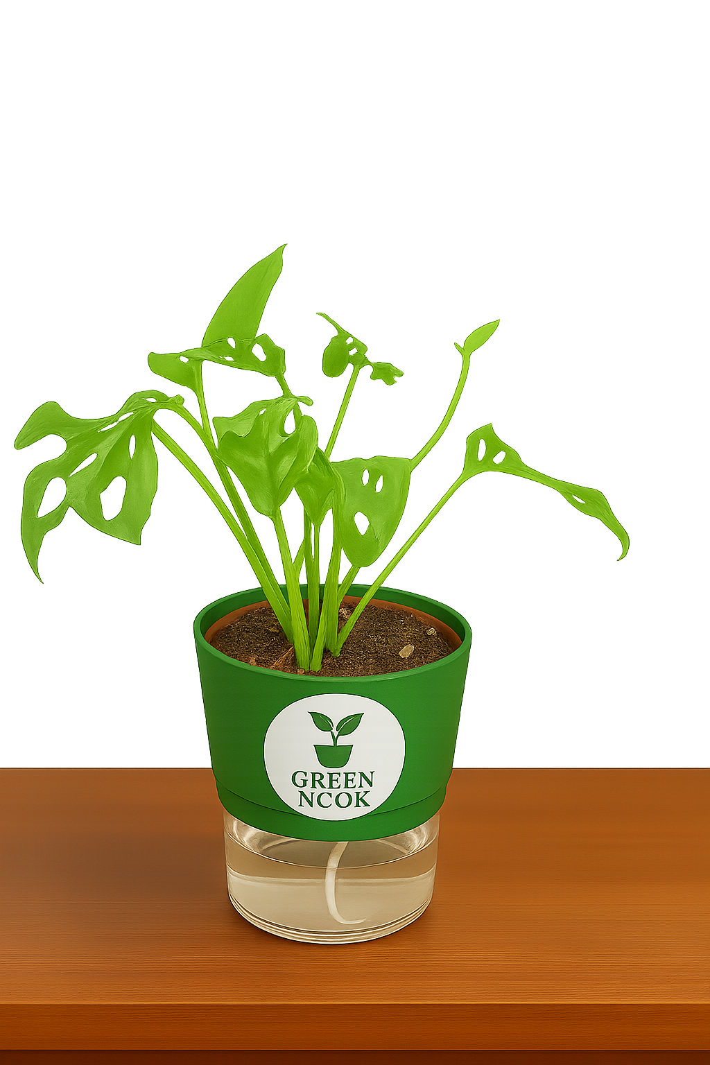 Philodendron Broken Heart live indoor plant with self watering pot.