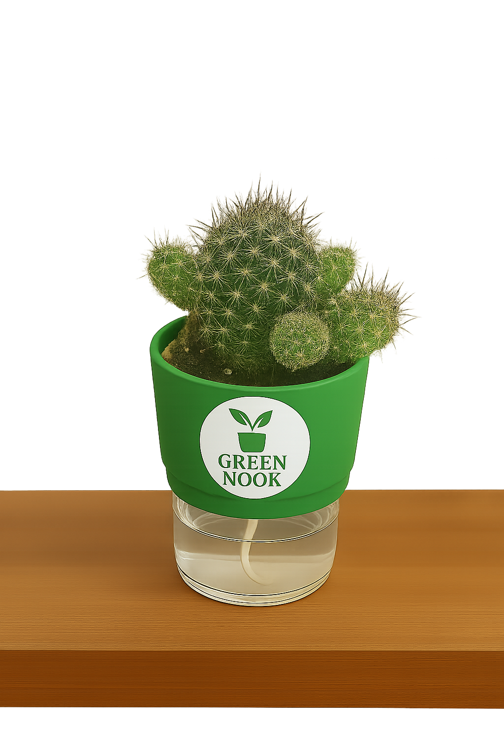 Noto Cactus rutilant plant live indoor plant with self watering pot.