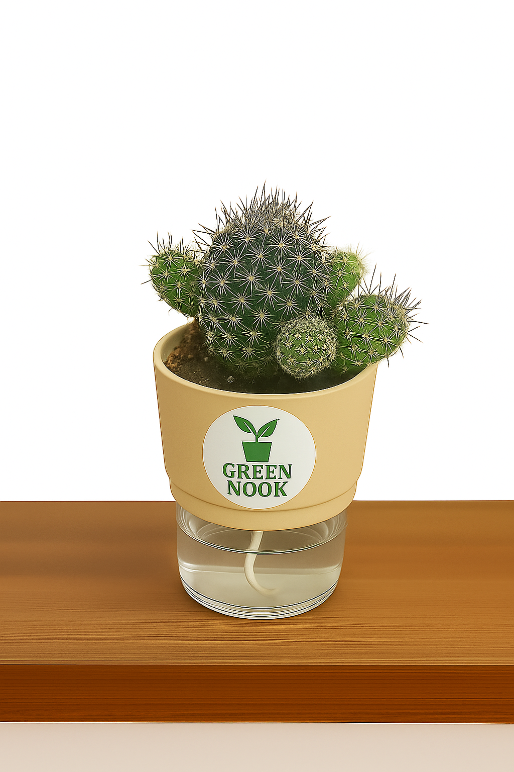 Noto Cactus rutilant plant live indoor plant with self watering pot.