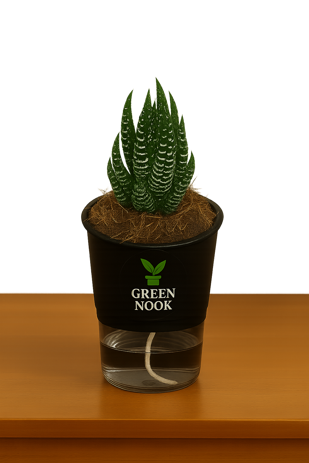 Zebra Haworthia succulent plant live indoor plant with self watering pot.