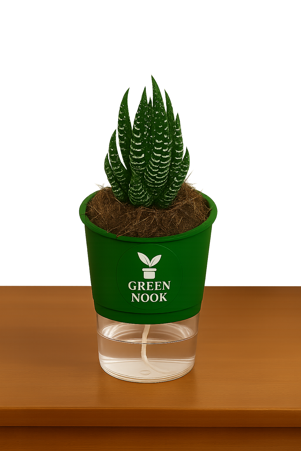 Zebra Haworthia succulent plant live indoor plant with self watering pot.