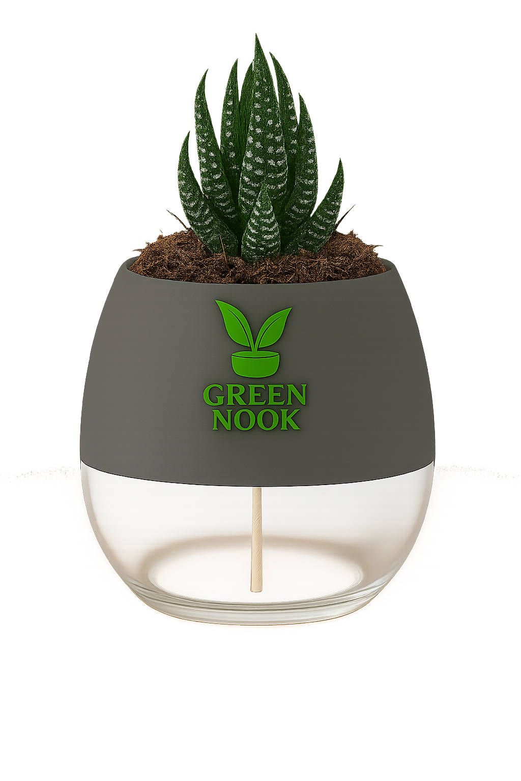 Zebra Haworthia succulent plant live indoor plant with self watering pot.