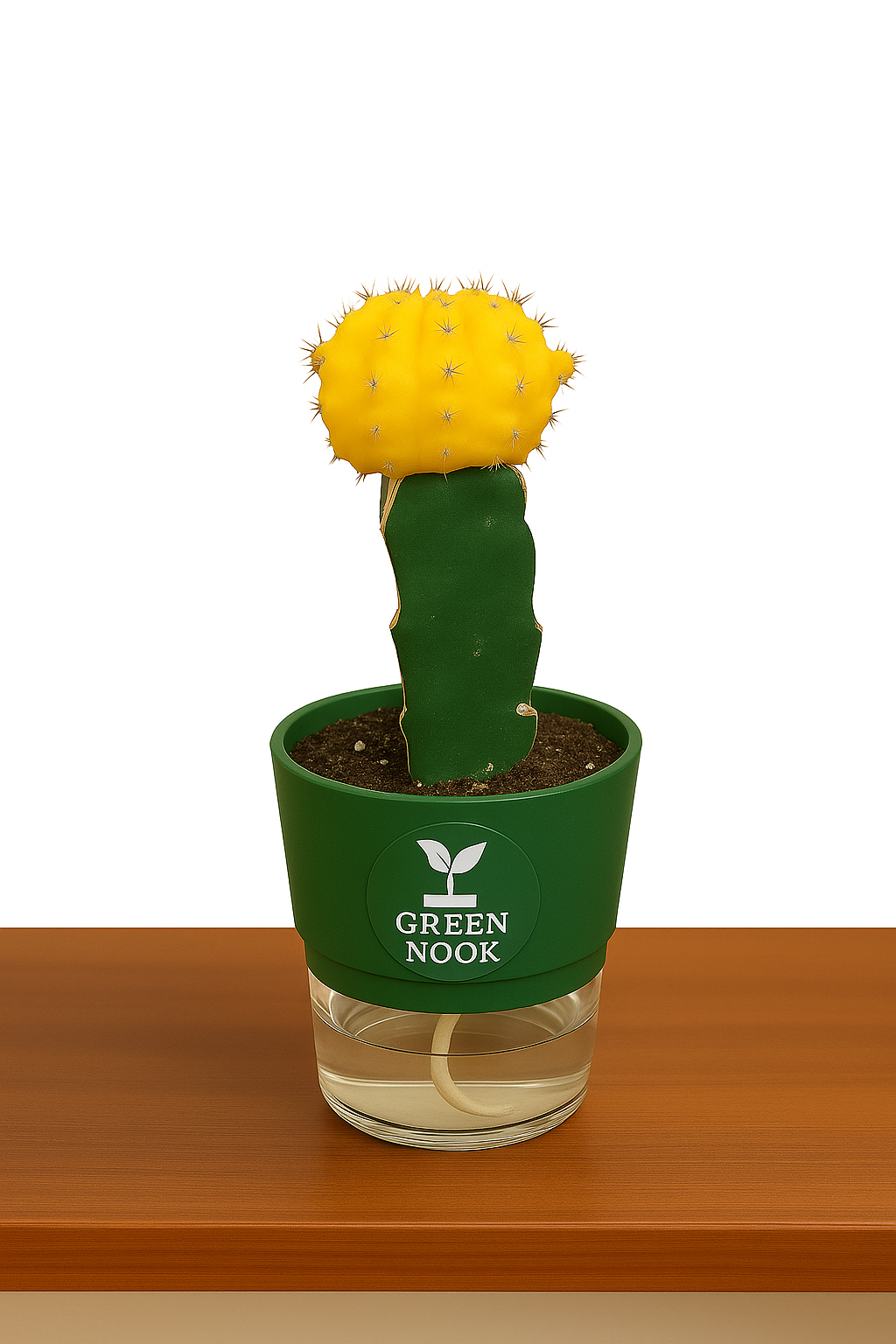moon cactus plant live indoor plant with self watering pot.