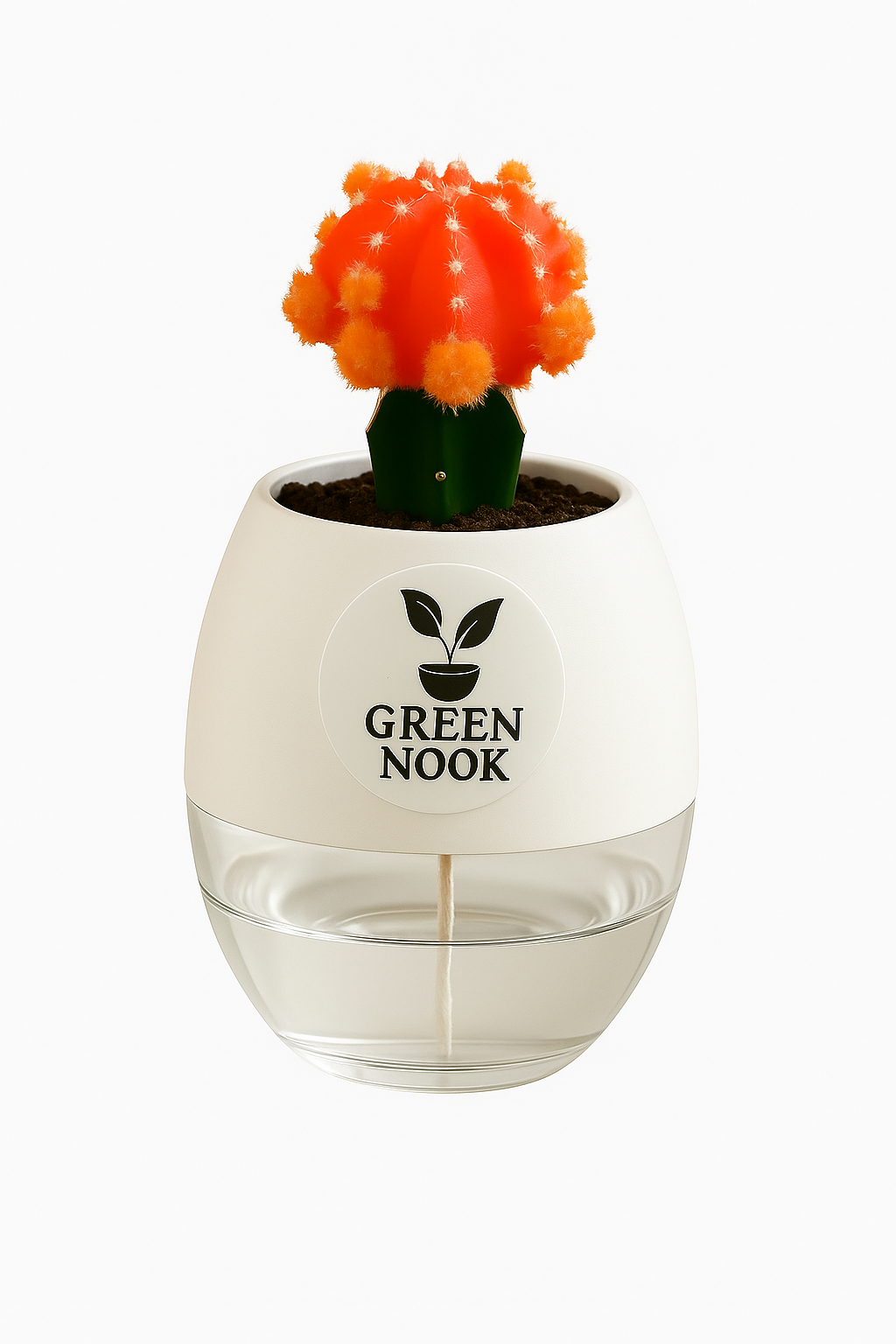 moon cactus plant live indoor plant with self watering pot.