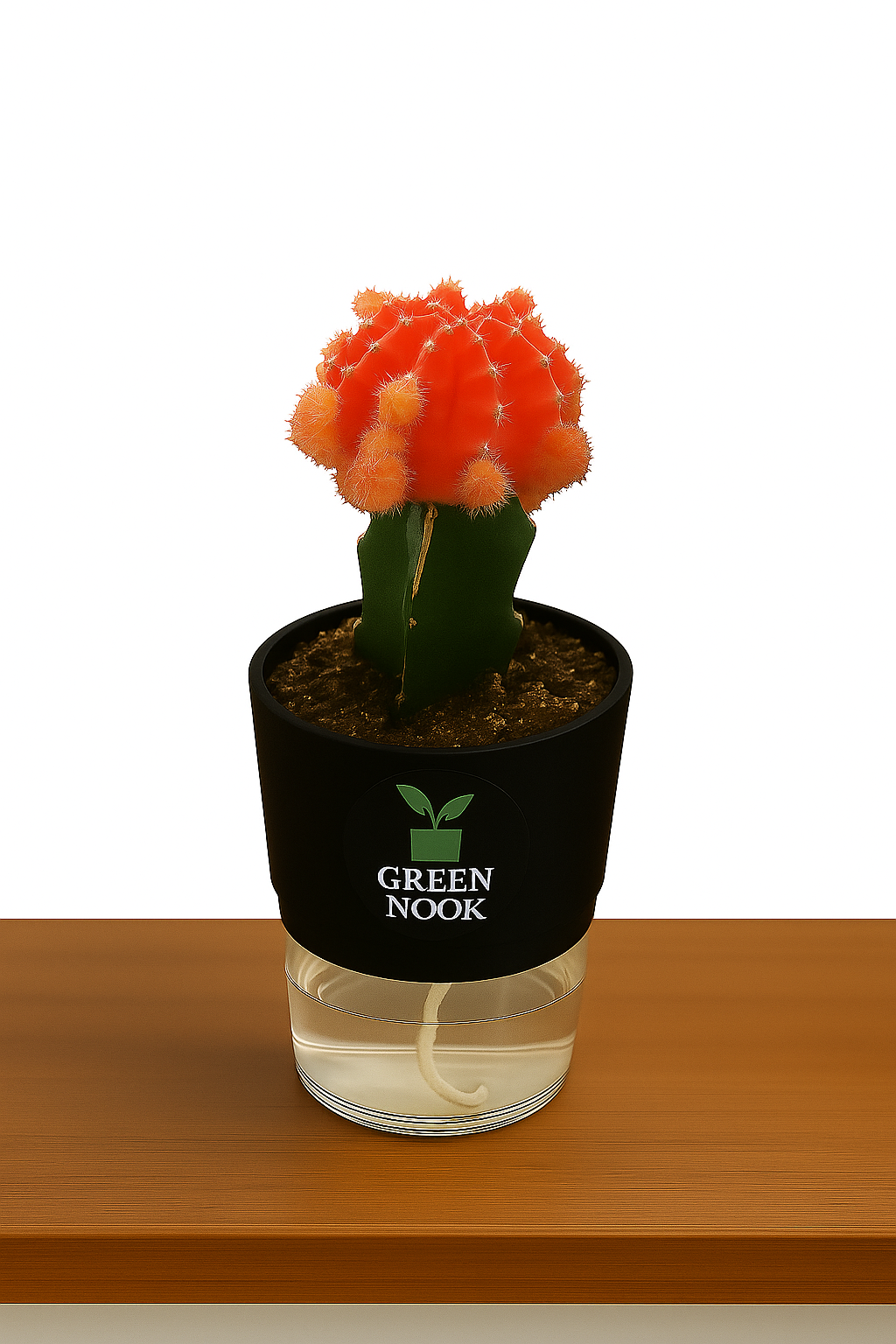 moon cactus plant live indoor plant with self watering pot.