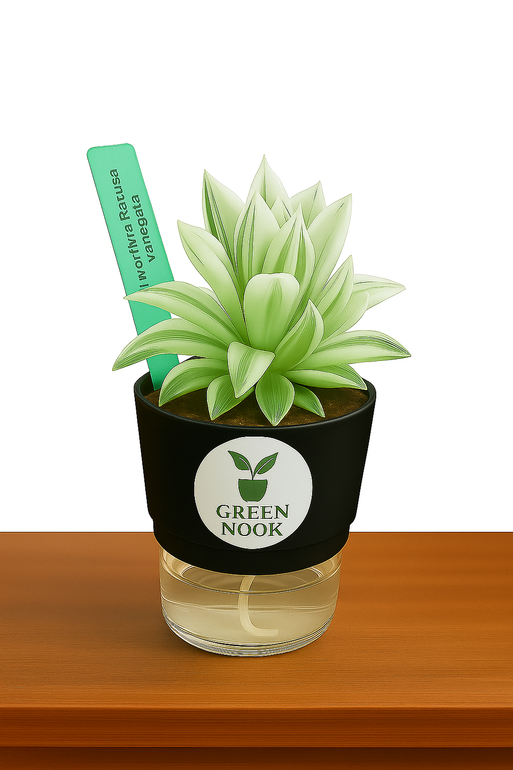 Haworthia retusa plant live indoor plant with self watering pot.