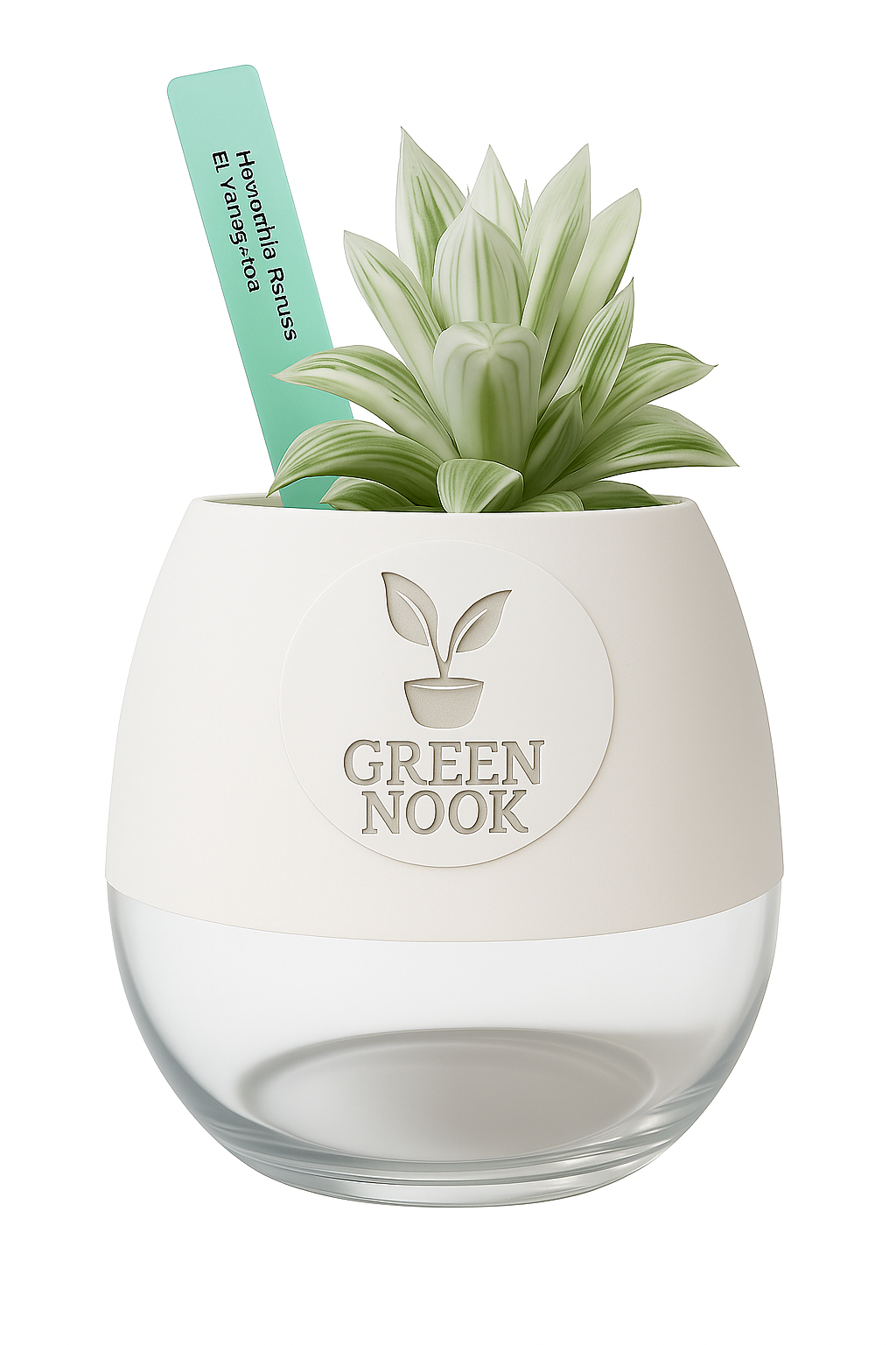 Haworthia retusa plant live indoor plant with self watering pot.