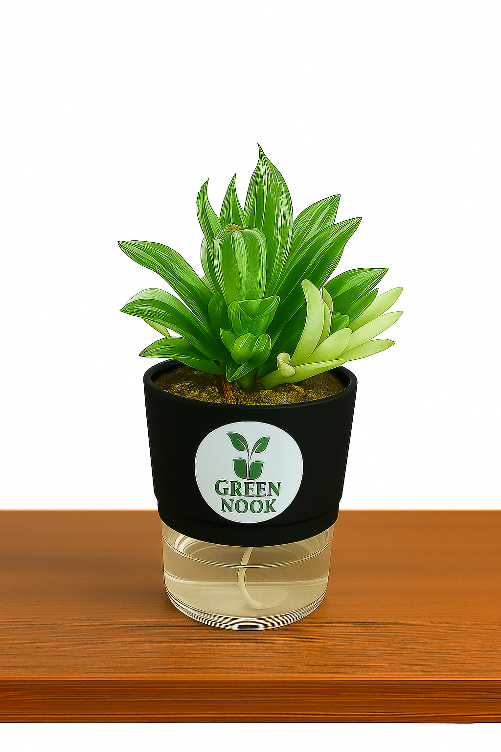 Haworthia limiforia plant live air purifying indoor plant with self watering pot.