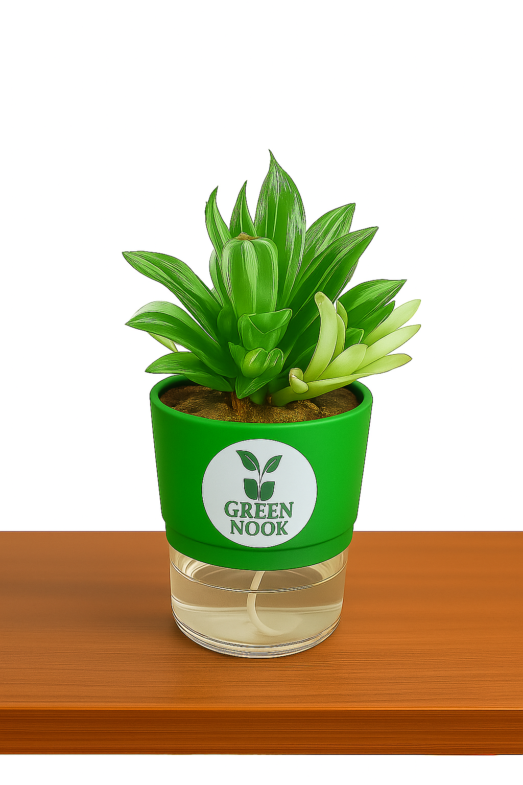 Haworthia limiforia plant live air purifying indoor plant with self watering pot.