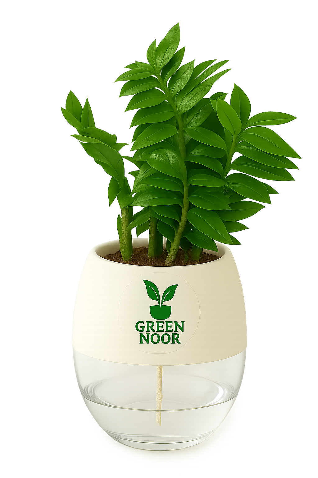 Zamioculas Zamiifolia plant live air purifying indoor plant with self watering pot.