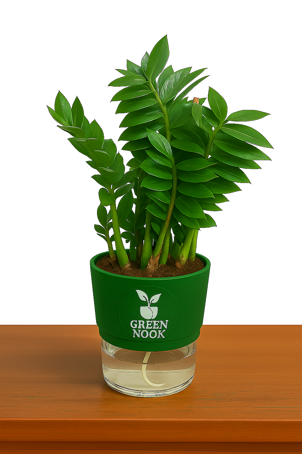 Zamioculas Zamiifolia plant live air purifying indoor plant with self watering pot.
