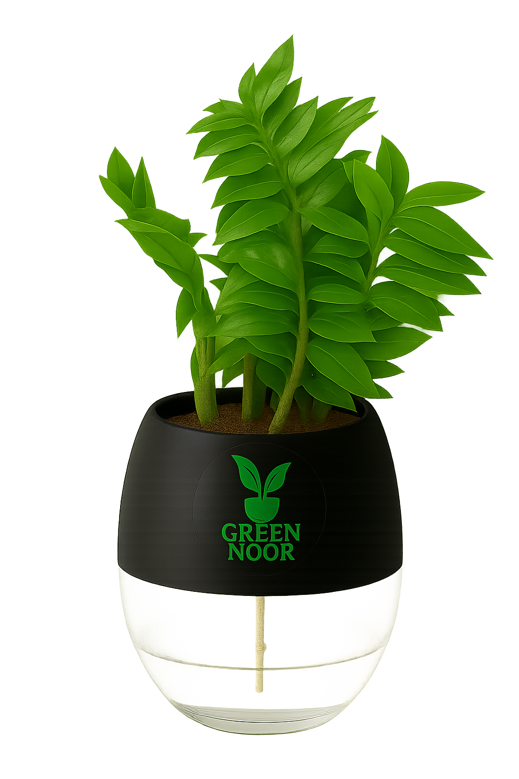 Zamioculas Zamiifolia plant live air purifying indoor plant with self watering pot.