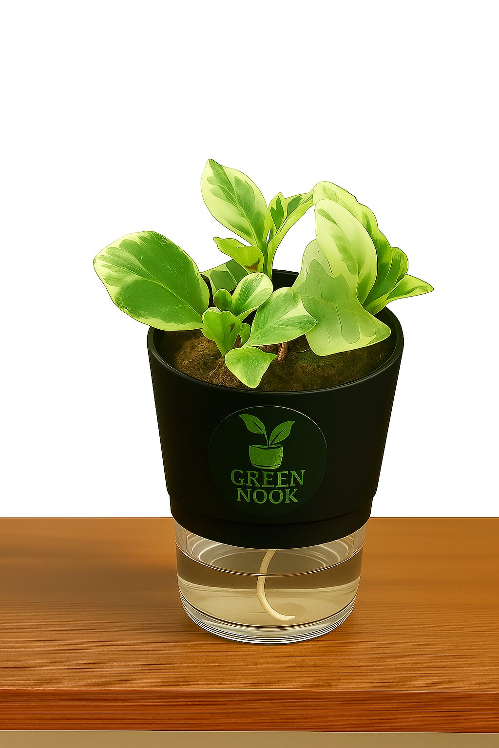 Peperomia Variegated plant live air purifying indoor plant with self watering pot.