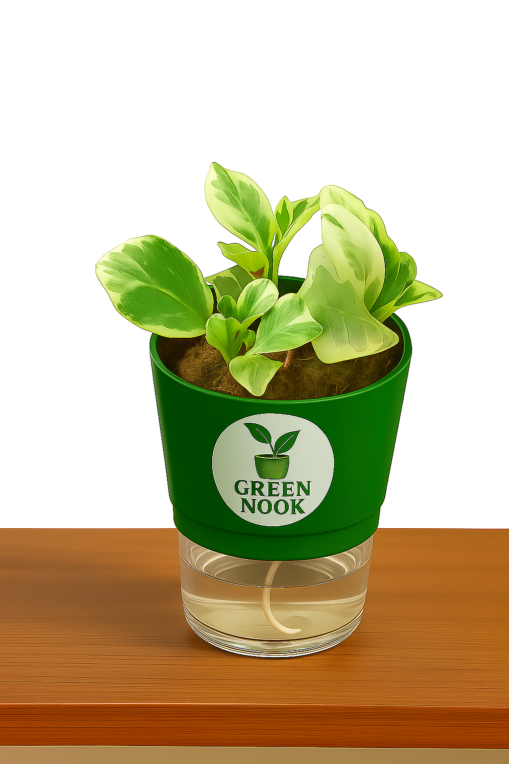 Peperomia Variegated plant live air purifying indoor plant with self watering pot.