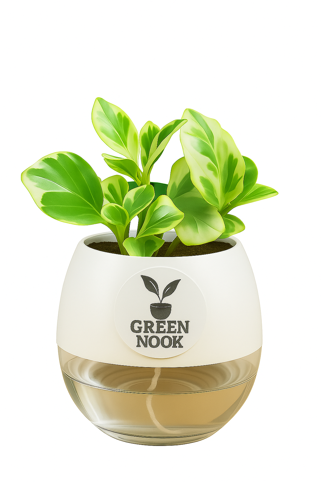 Peperomia Variegated plant live air purifying indoor plant with self watering pot.