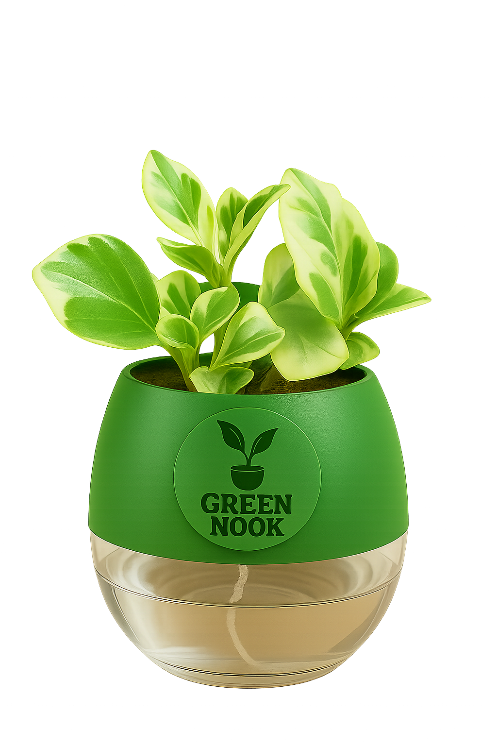 Peperomia Variegated plant live air purifying indoor plant with self watering pot.