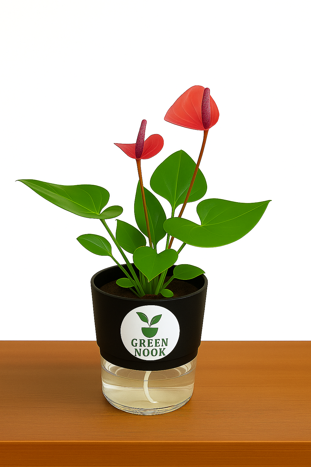 Anthurium Red plant flamingo flower plant live air purifying indoor plant with self watering pot.