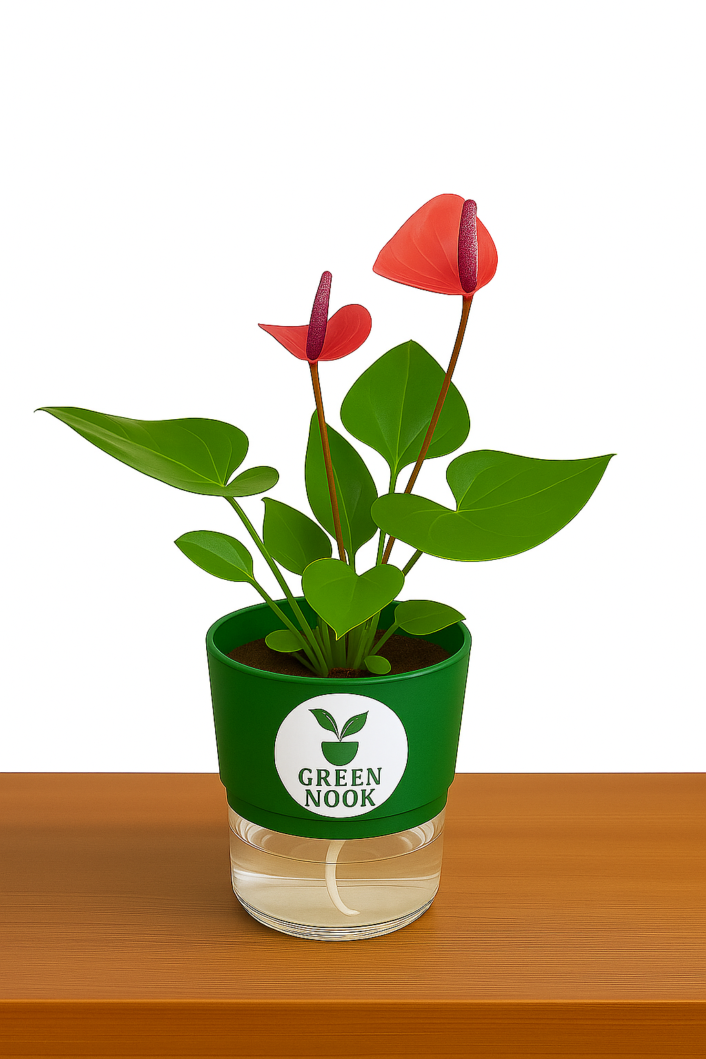 Anthurium Red plant flamingo flower plant live air purifying indoor plant with self watering pot.