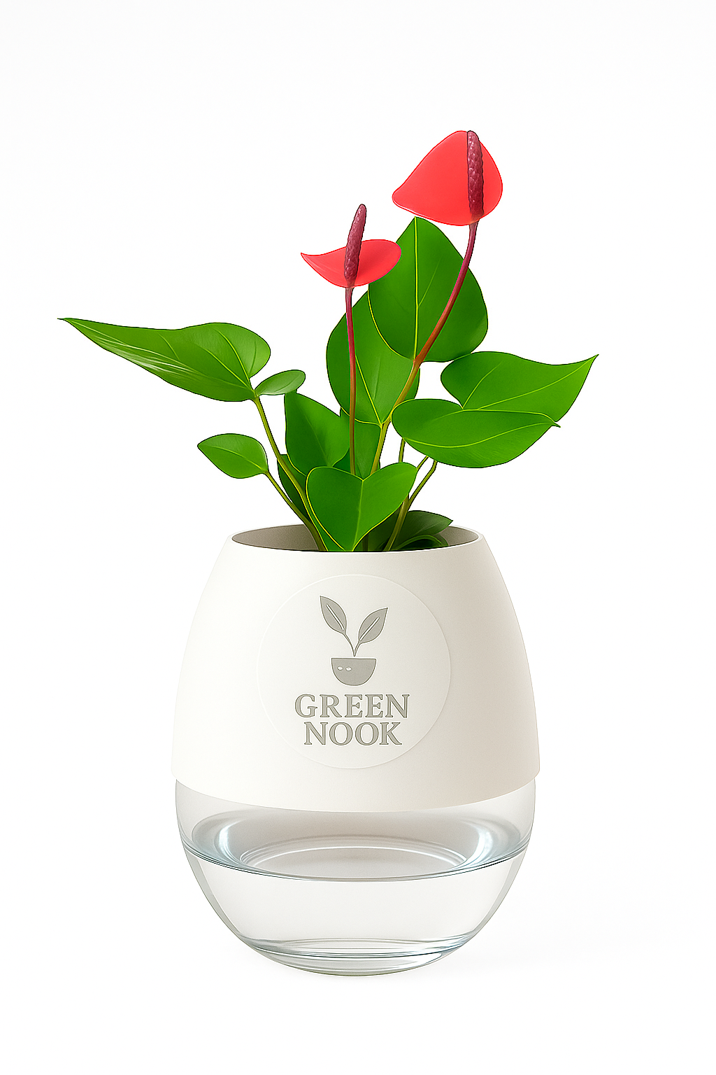 Anthurium Red plant flamingo flower plant live air purifying indoor plant with self watering pot.