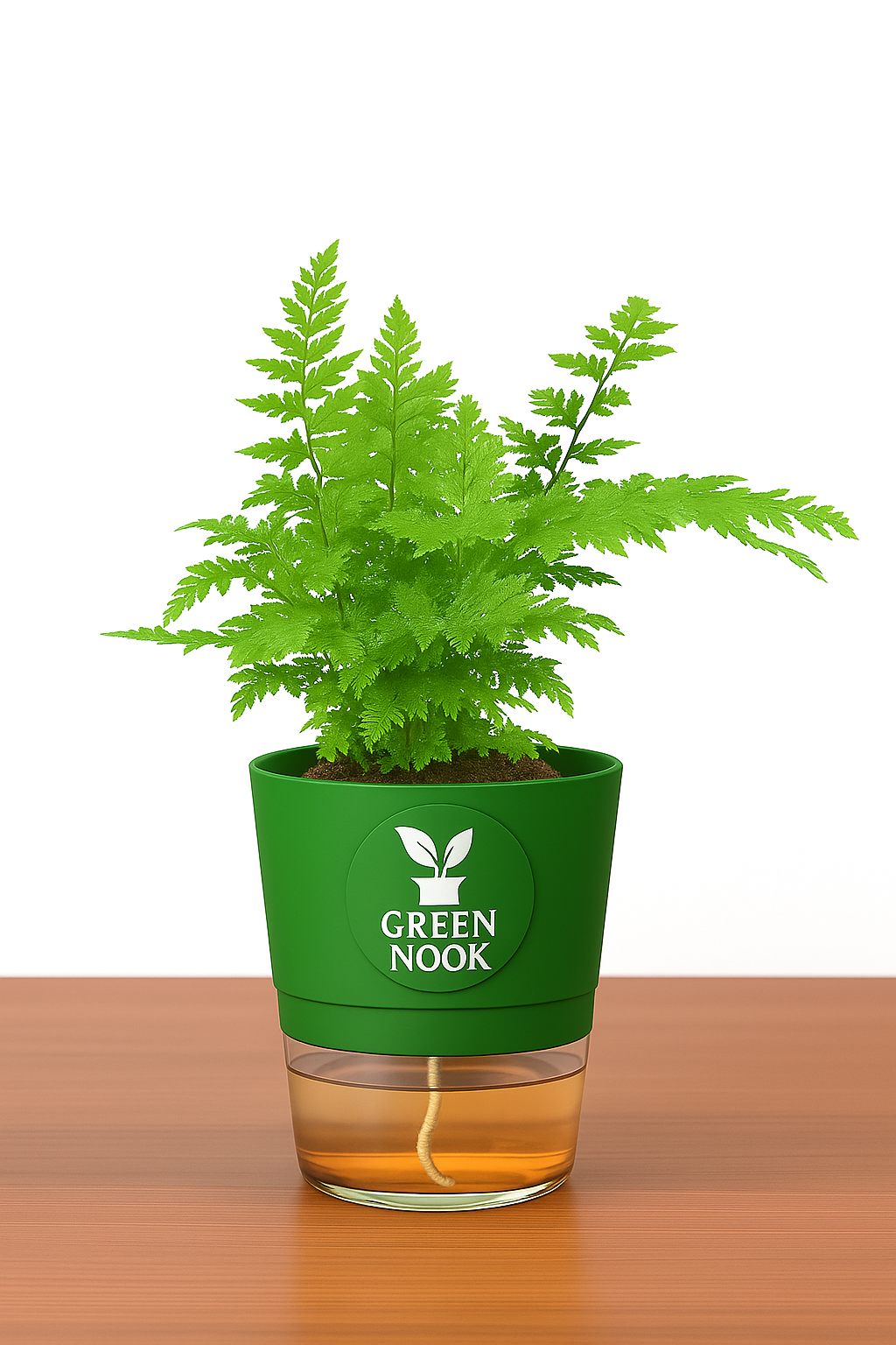 Araucaria plant live air purifying indoor plant with self watering pot.