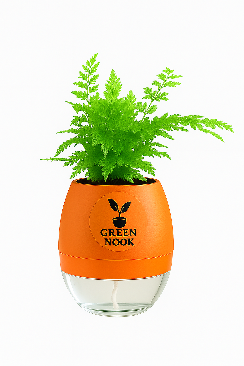 Araucaria plant live air purifying indoor plant with self watering pot.