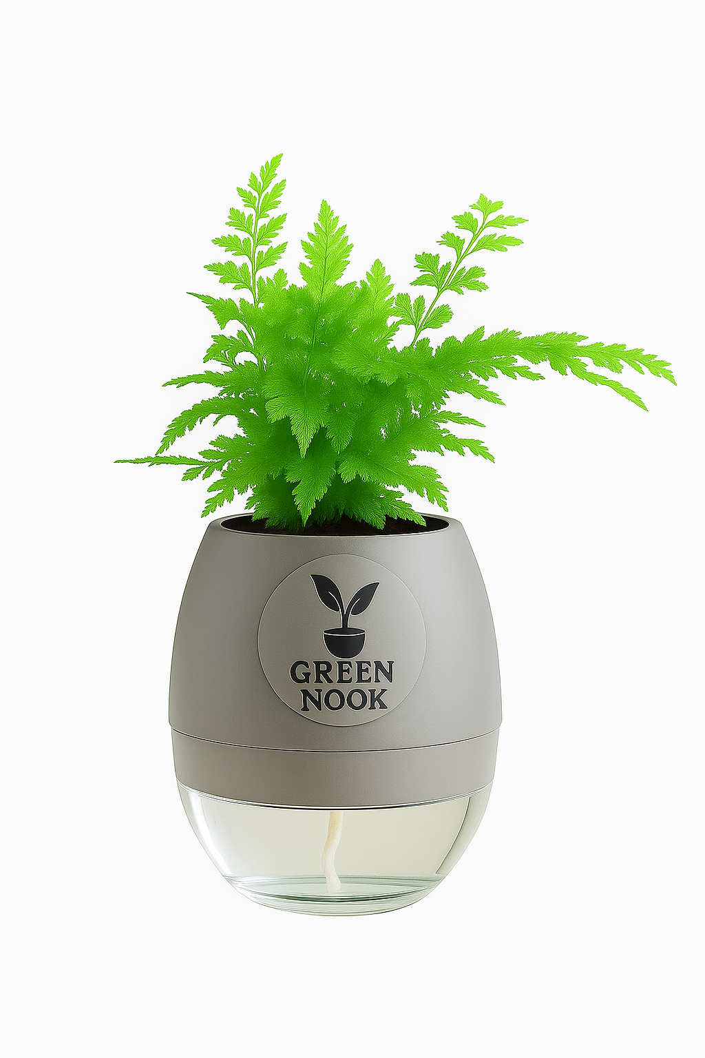 Araucaria plant live air purifying indoor plant with self watering pot.